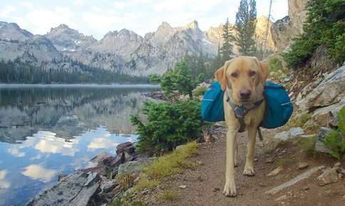 Should Your Dog Wear a Backpack?