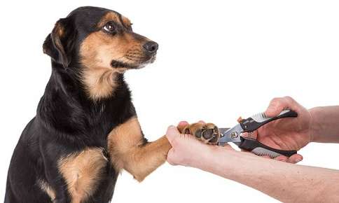Nail Trimming Do's and Don'ts - Skagit Animal Clinic